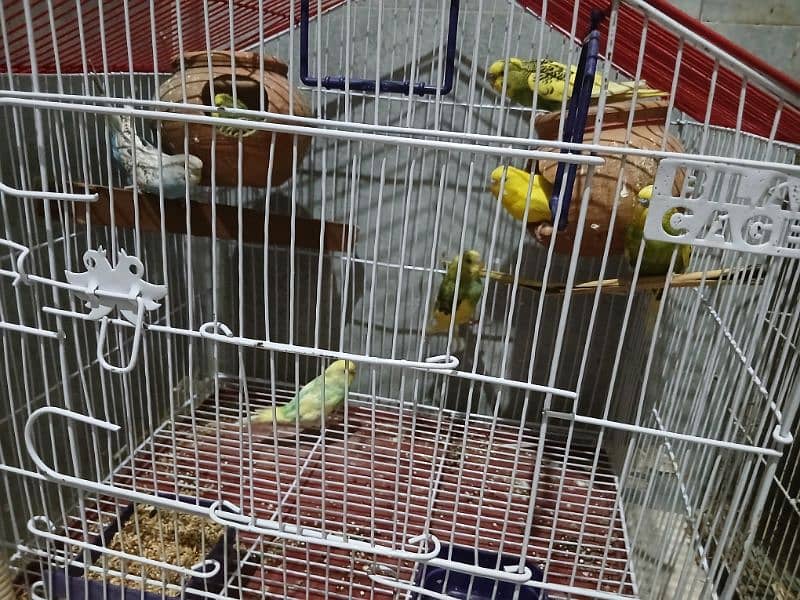 Bird Lovers Deal – Buy Birds or Full Setup Separately 7