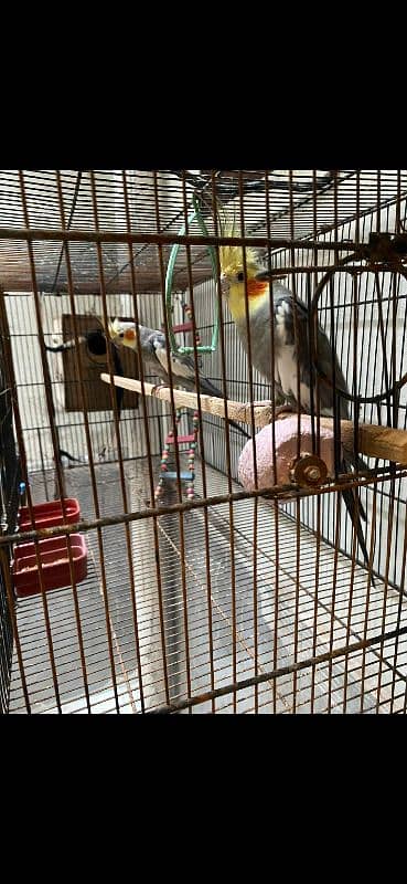 Bird Lovers Deal – Buy Birds or Full Setup Separately 9