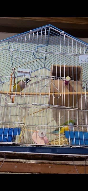 Bird Lovers Deal – Buy Birds or Full Setup Separately 13