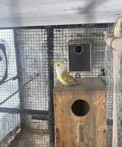 love birds breeder pair for sale