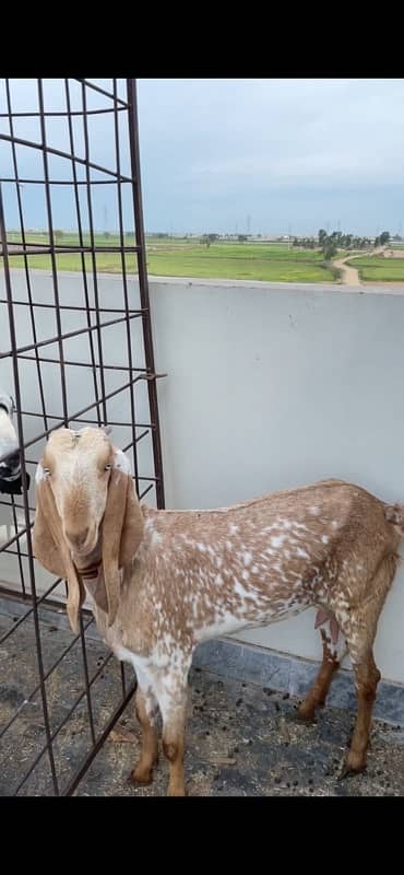 2 goats For sale 1