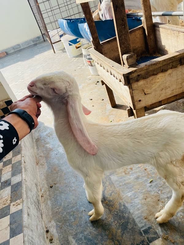 2 goats For sale 4