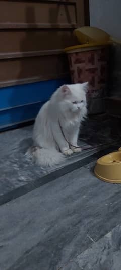 Triple Coat Persian Male White