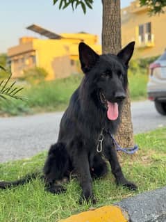 Black German Shepherd