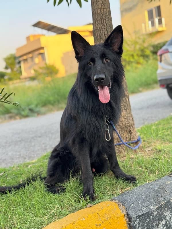 Black German Shepherd 1