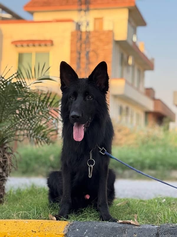 Black German Shepherd 2