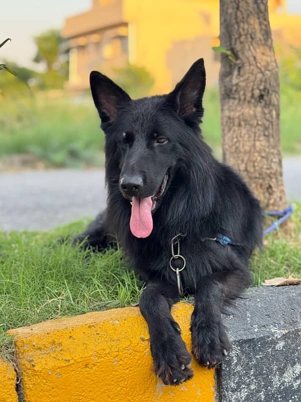 Black German Shepherd 3