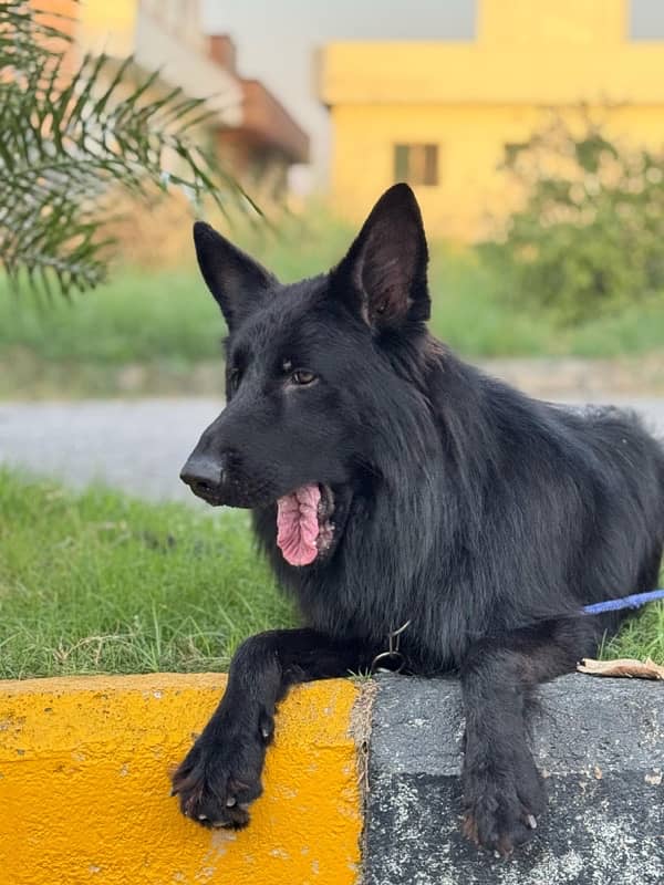 Black German Shepherd 4