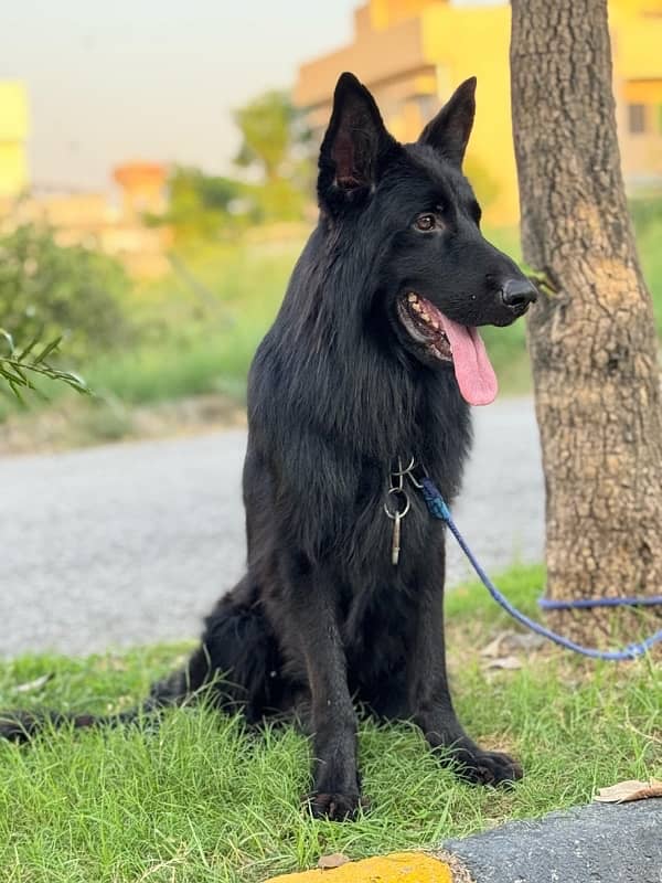 Black German Shepherd 6