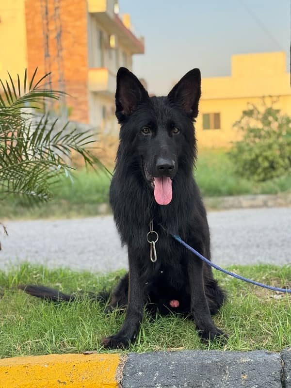 Black German Shepherd 7