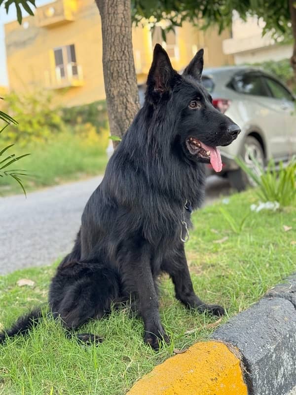 Black German Shepherd 9