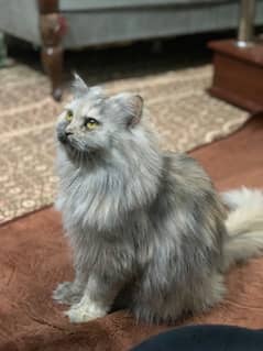 pure persian cat triple coated