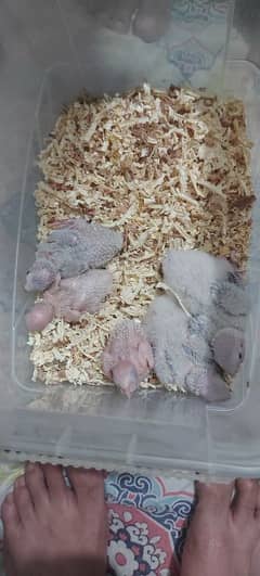 cinnamon and pineapple conure chicks