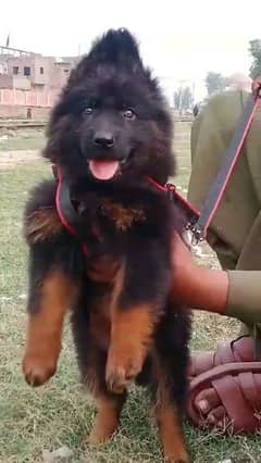 German shepherd puppies Double Coatmy WhatsApp number 03407291271