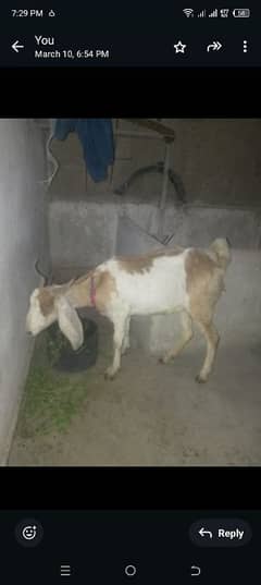 bakri 4 daant ki hau khali hau