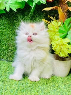 Persian Kitten Available 03439277208Contact Me On WhatsApp Number