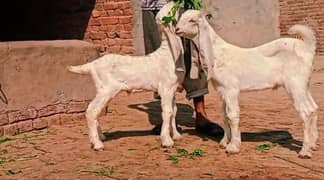 Breeder Quality  bakra bucha