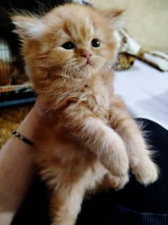 Pure home breed Persian kitten