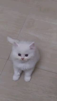 Persian kitten for urgent sale my WhatsApp number 03706577151