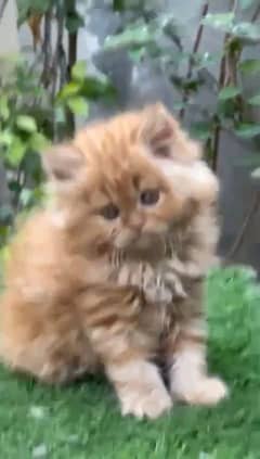 Persian kitten for urgent sale my WhatsApp number 03706577151