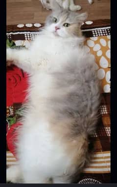 A beautiful Persian pregnant female for sale