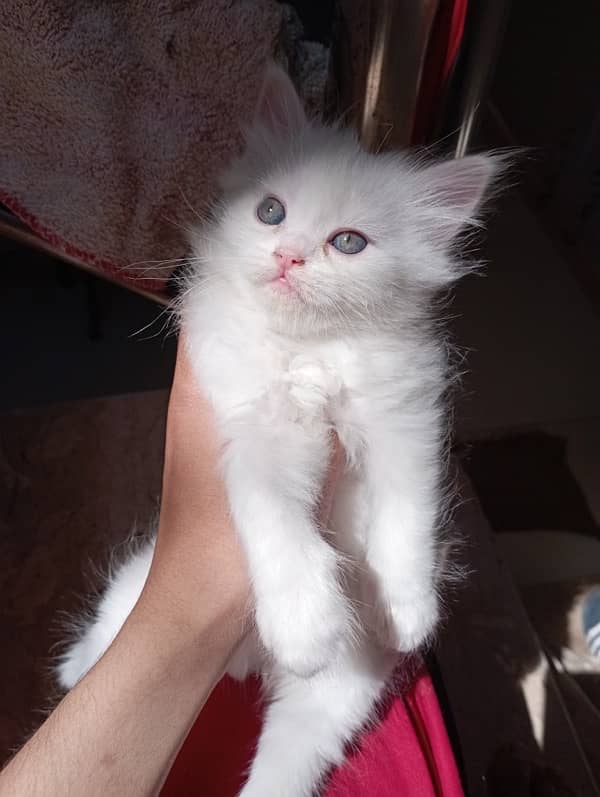 Persian kittens 1