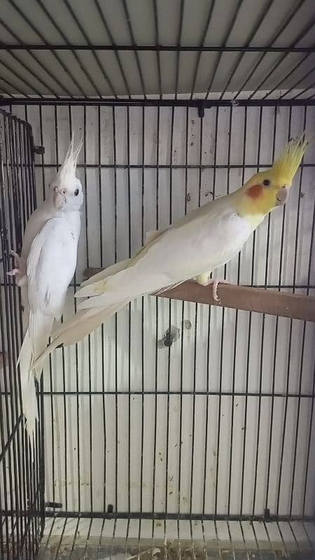 Cocktail pair for sale 0