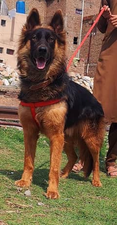 German Shepherd long  for sale / GSD dog  / german shepherd dog