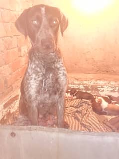 German Pointer Dog puppies Available healthy Active