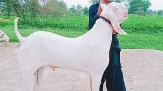 Rajanpuri Bakra Urgent For Sale (CALL "_03130079851)