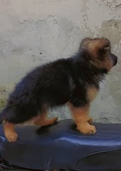 German Shepherd extra long code male puppy available40days agefor sale