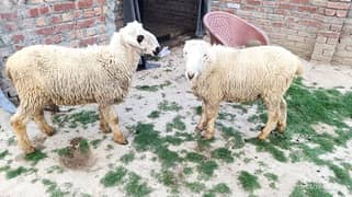 3 Beatiful Pure Mundray Chatray 1 White Bakra