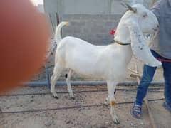 Gulabi Goat