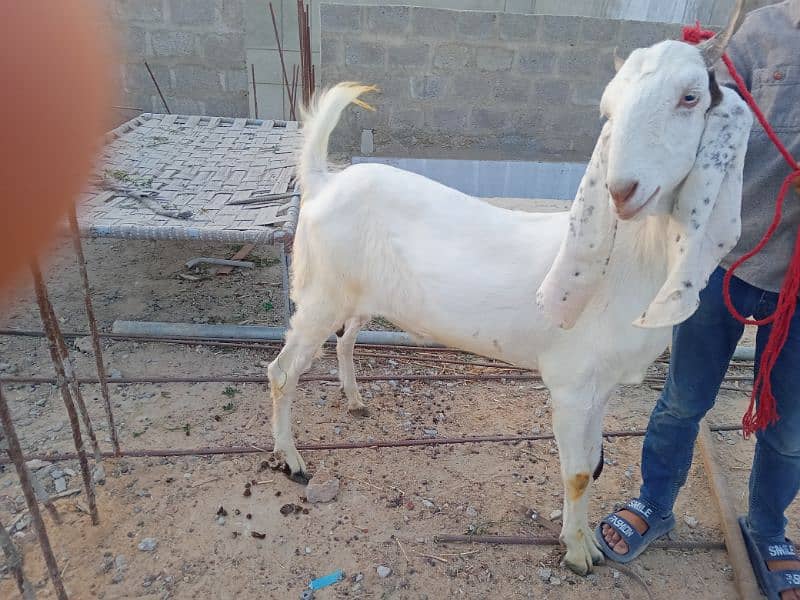 Gulabi Goat 1