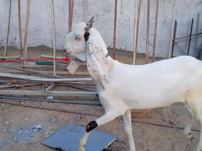 Gulabi Goat 2