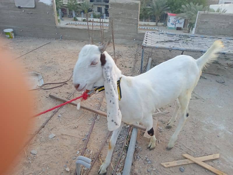 Gulabi Goat 3