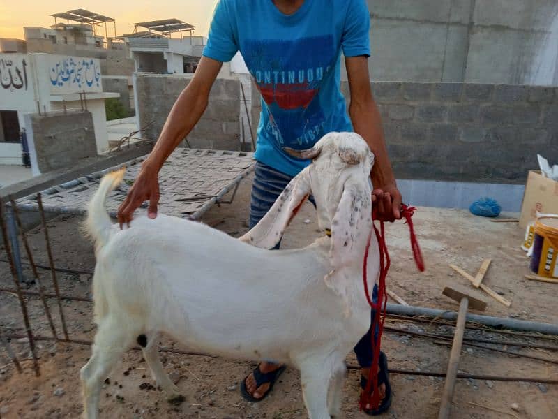 Gulabi Goat 4