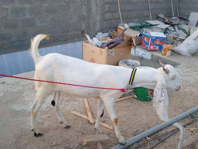 Gulabi Goat 5