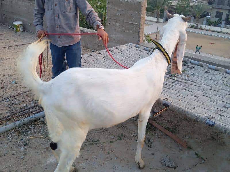 Gulabi Goat 6