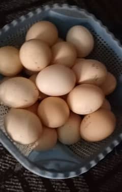 Aseel Eggs