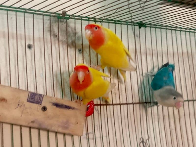 love bird for sale 0