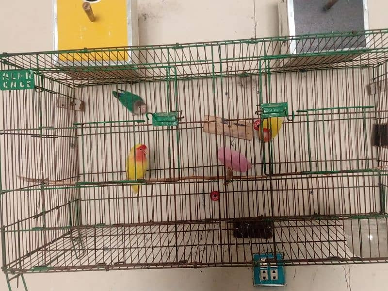 love bird for sale 1