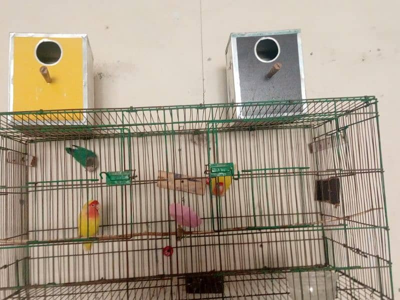 love bird for sale 2