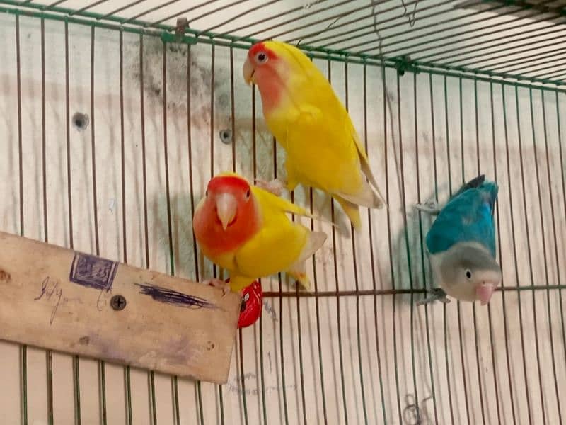 love bird for sale 3