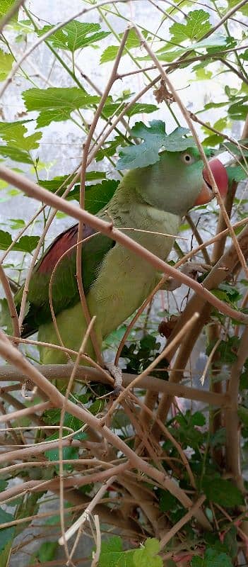 parrot for sale 1