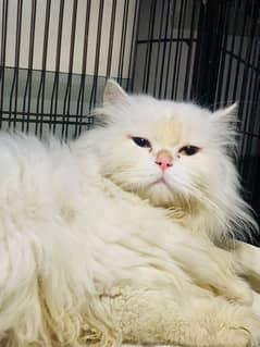 Persian Cat / Odd Eyes / Punch Face Male Stud Available Only Matting