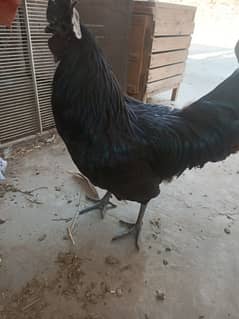 ayam cemani male