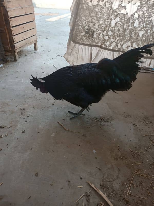 ayam cemani male 2