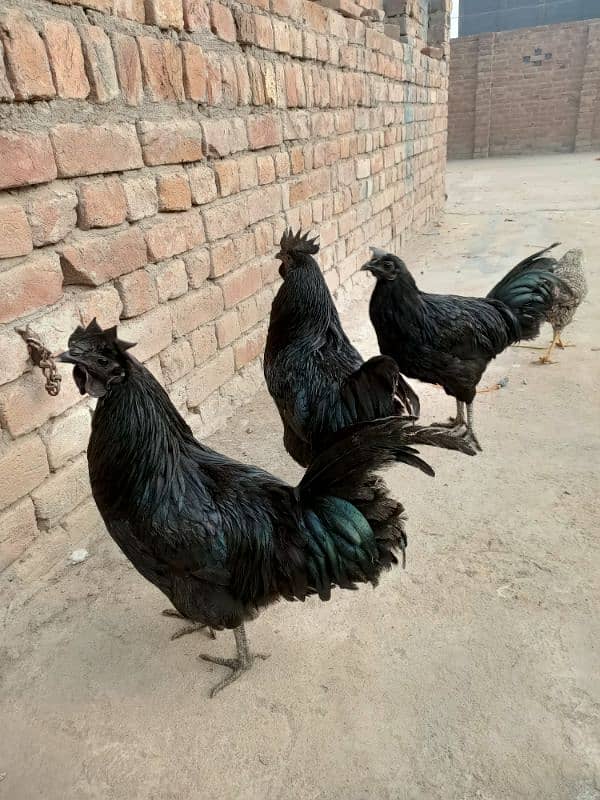 ayam cemani male 3