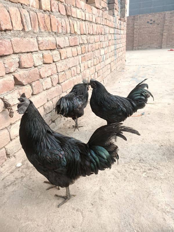 ayam cemani male 8